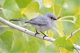 Bushtit